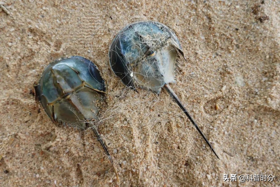 4亿岁生物被疯狂抽血,4亿多年蓝色血液引人类陷入绝境