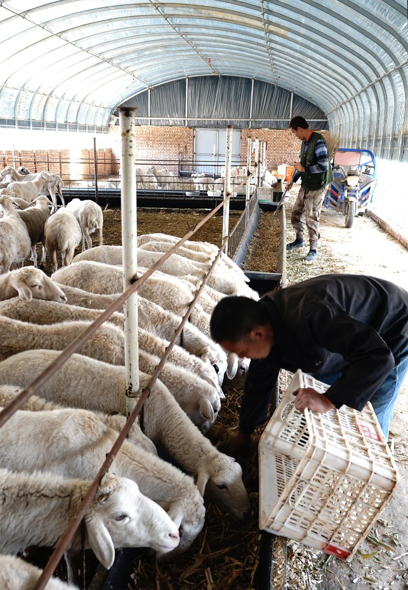 老羊倌,养羊20只羊利润最大化的方法