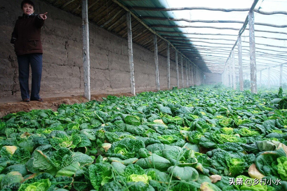 最常见几种蔬菜的种植方法,怎样种植蔬菜的小窍门