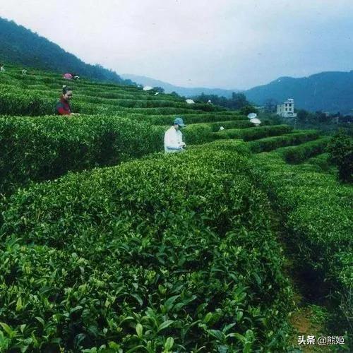 雁荡毛峰茶是绿茶吗,茶的故事英文