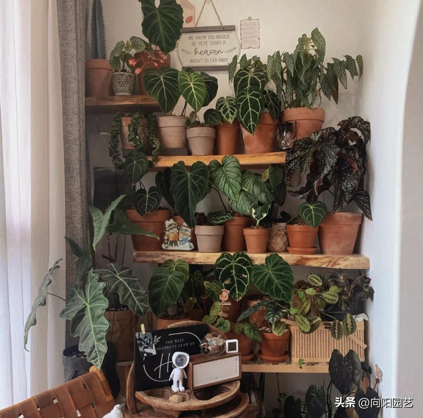 常见植物有毒不适合室内养殖,家里养不死的大型植物