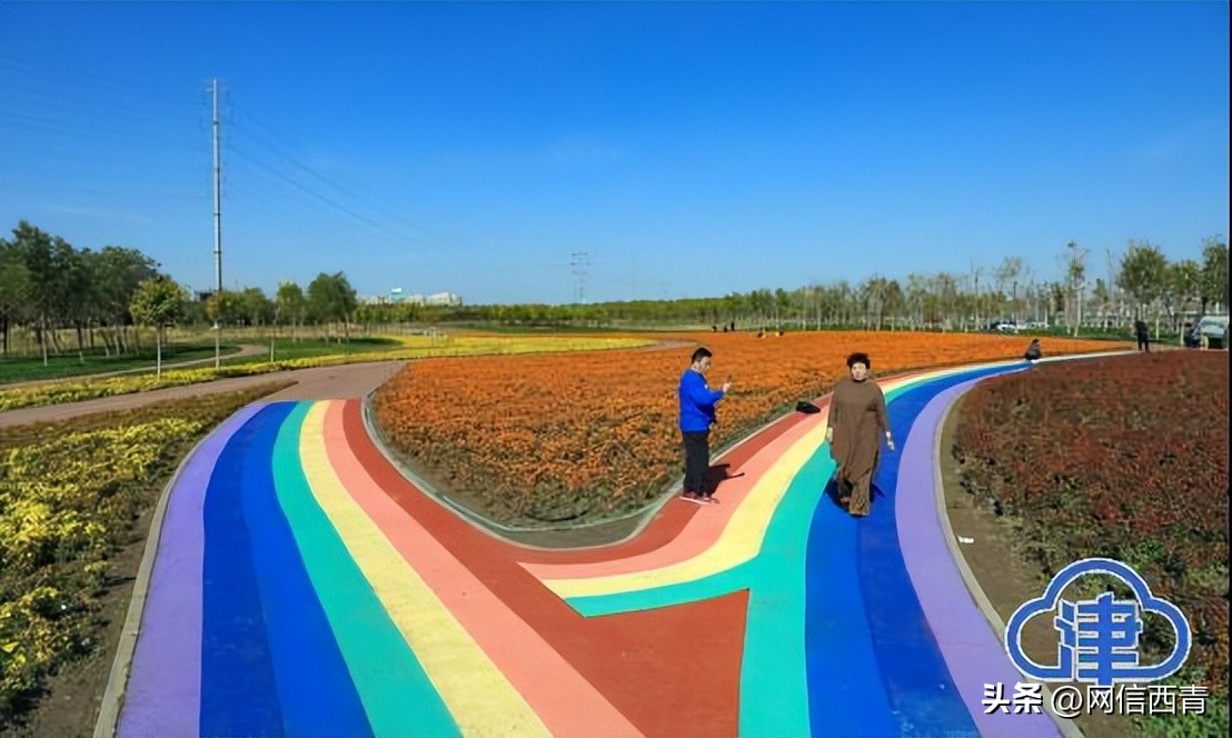 【津云镜头】空港七彩花田：深秋绽放格外鲜艳