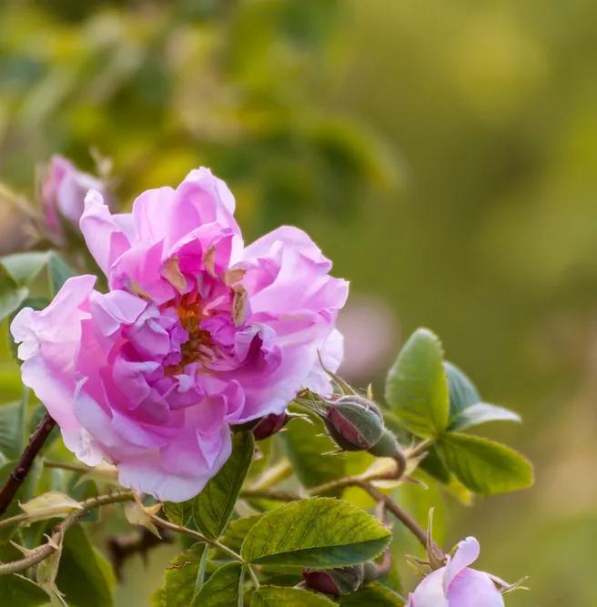 香氛精油护肤推荐哪款好用,精油护肤保持年轻