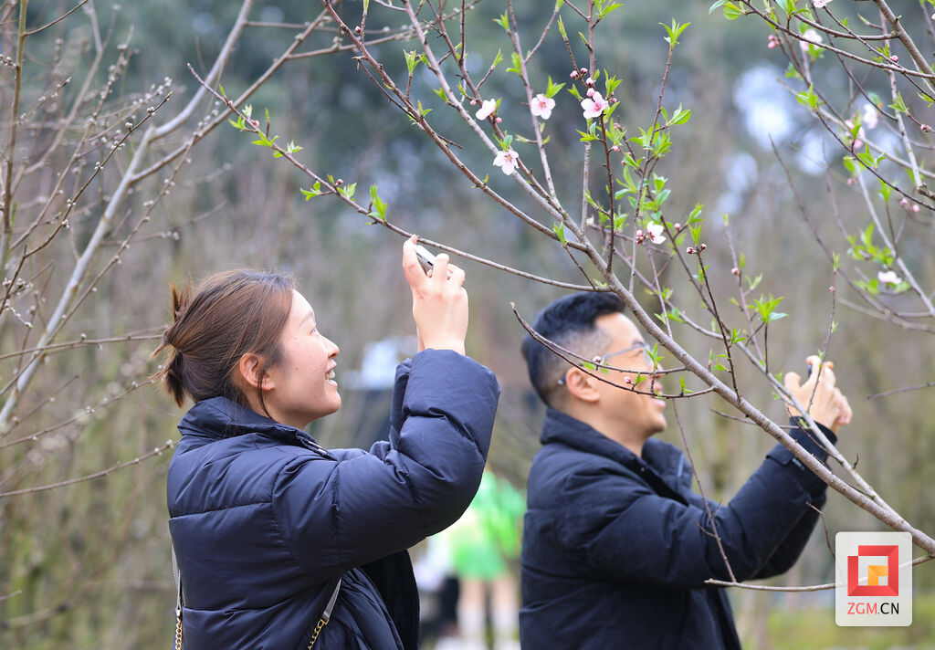 青山桃花节开幕,2019尖山桃花节