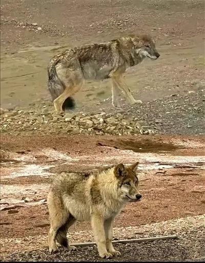 网红狐狸死了是真的吗,网红狐狸死在雪坑里