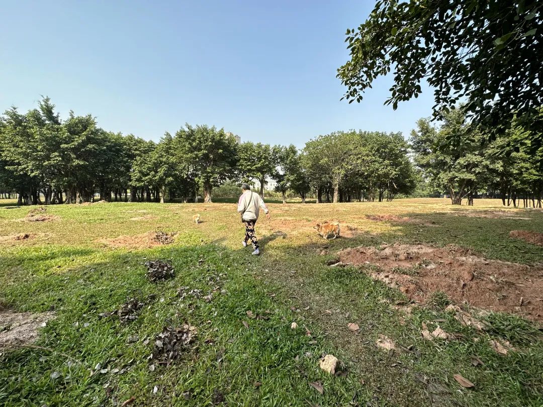 老黄埔“王炸地”会抢破头？很悬啊……