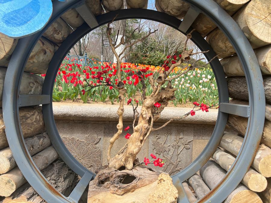 人文青岛特别策划|人间四月天，芳菲山海间——春花漫天遍野，追溯青岛花海背后的人文气息和吸引力法则