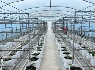 扶风县以党建引领学校发展,三抓三促推动党建走深走实