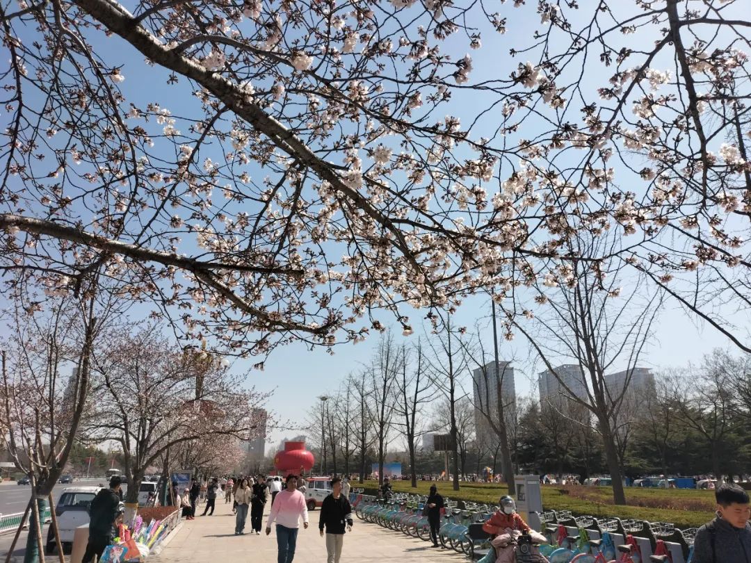 潍坊哪里的樱花最好,潍坊樱花大道在哪里