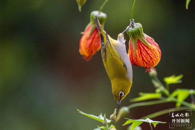 有一种叫云南的生活｜在曲靖，邂逅飞舞的精灵“绣眼鸟”