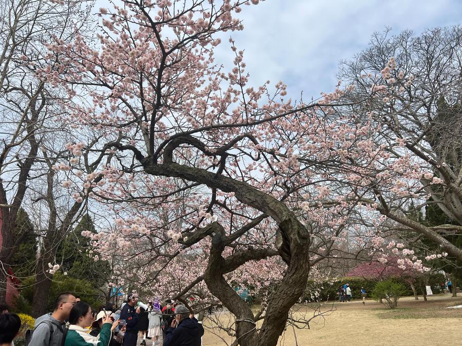 人文青岛特别策划|人间四月天，芳菲山海间——春花漫天遍野，追溯青岛花海背后的人文气息和吸引力法则