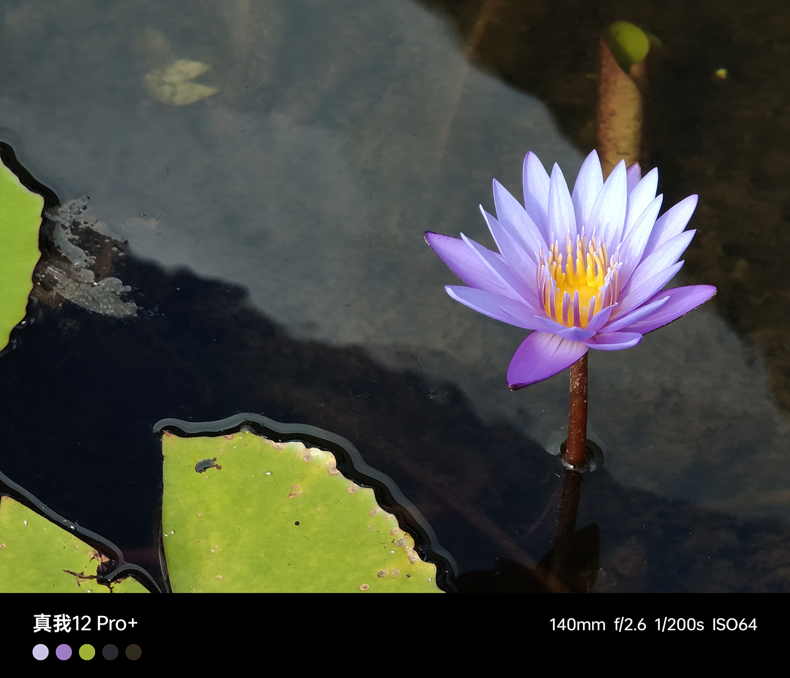 真我12pro中端颠覆者价格,真我12Pro+或搭载潜望式长焦