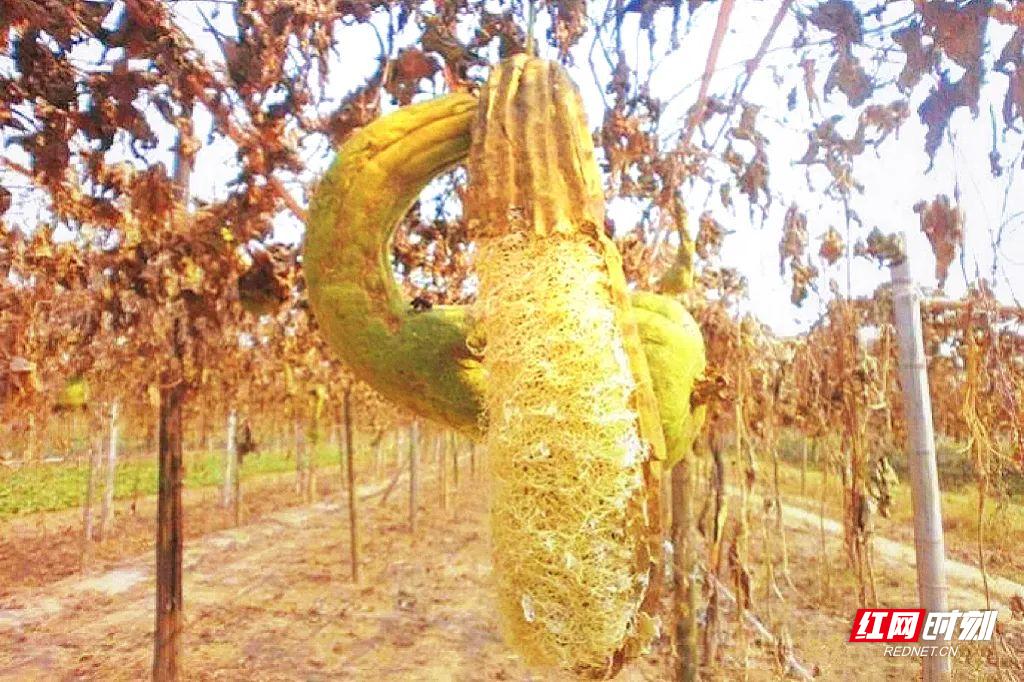 沙洲日记|今年收了很多丝瓜络