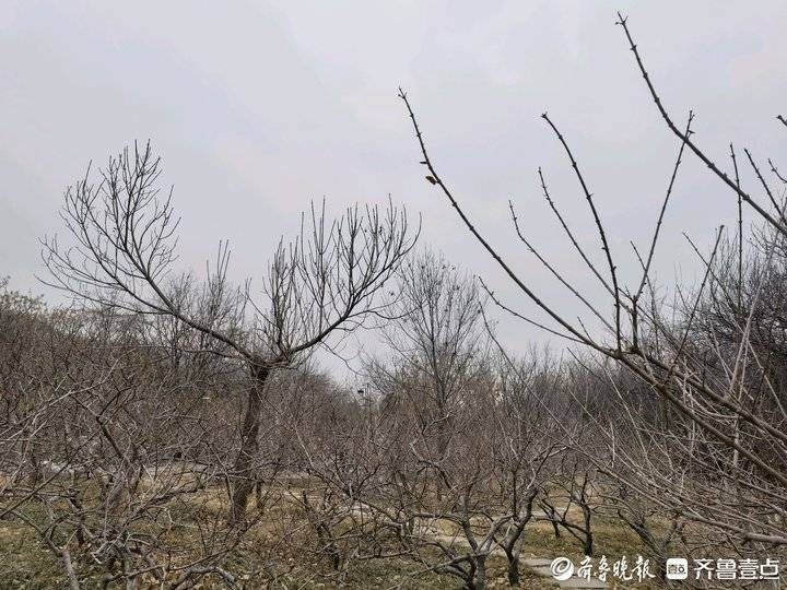 千佛山腊梅园的腊梅开了,千头菊冻死了