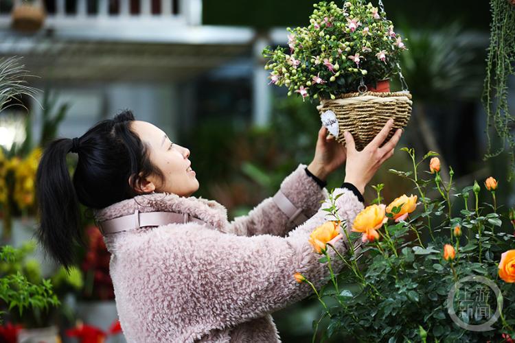 春暖花开春意浓花卉市场人气旺,花卉市场春意浓姹紫嫣红迎新年