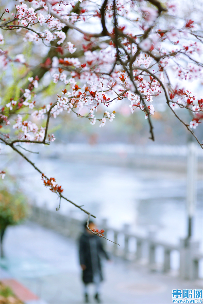 多彩贵州花漾中国走进黔西南,多彩贵州花漾中国兴义