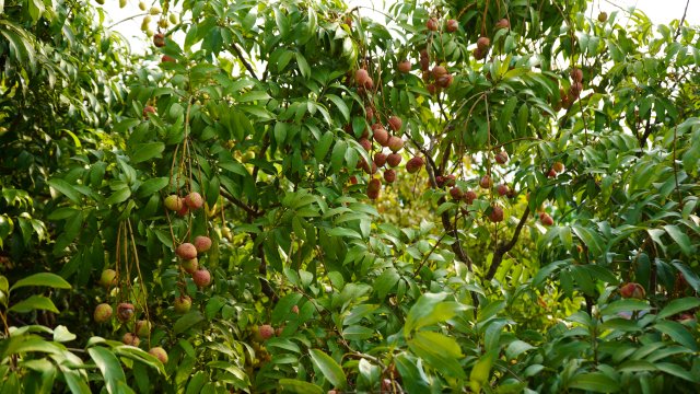 元江三月红早熟荔枝上市,云南元阳三月红荔枝抢鲜上市