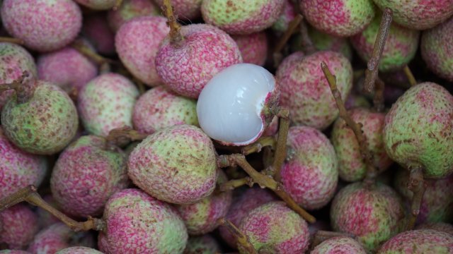 元江三月红早熟荔枝上市,云南元阳三月红荔枝抢鲜上市