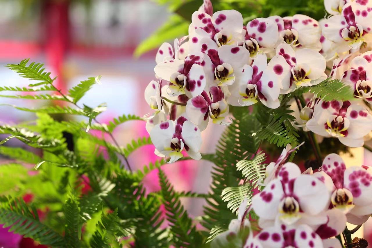 蝴蝶兰佛山展览,2024广州蝴蝶兰新品种展览会大吗