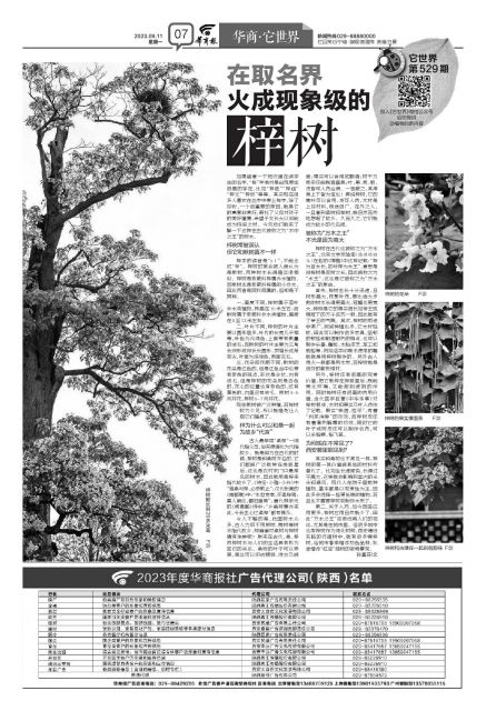 它世界第529期在取名界火成现象级的梓树