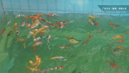 探秘属于什么领域,探秘是假的吗