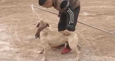 被狗咬住怎么自救,被狗咬住的最快方法