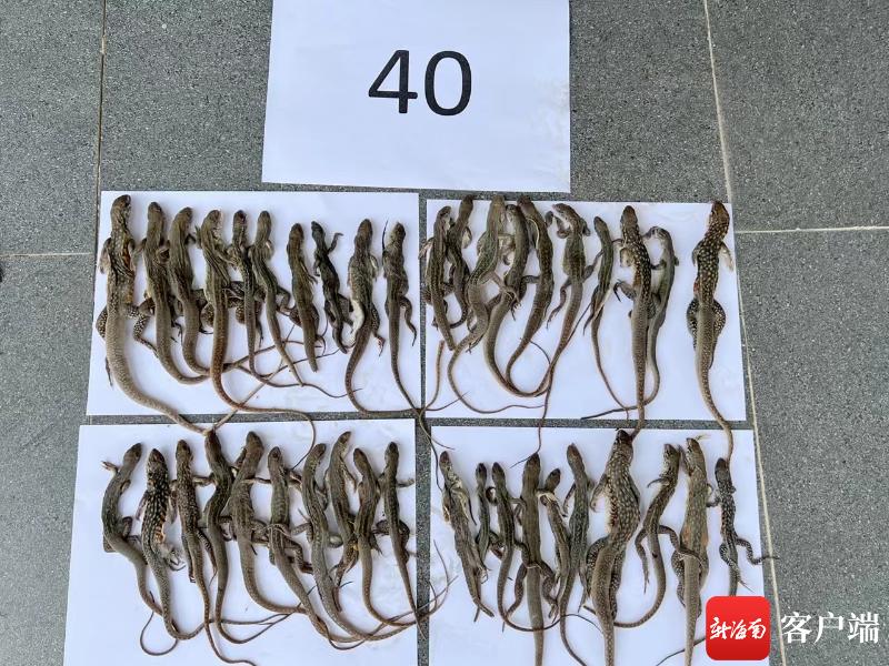 爱鸟护鸟宣传周,公安爱鸟周宣传视频