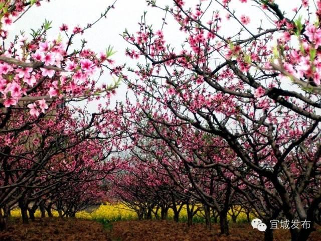 宜城过年气氛,宜城年味