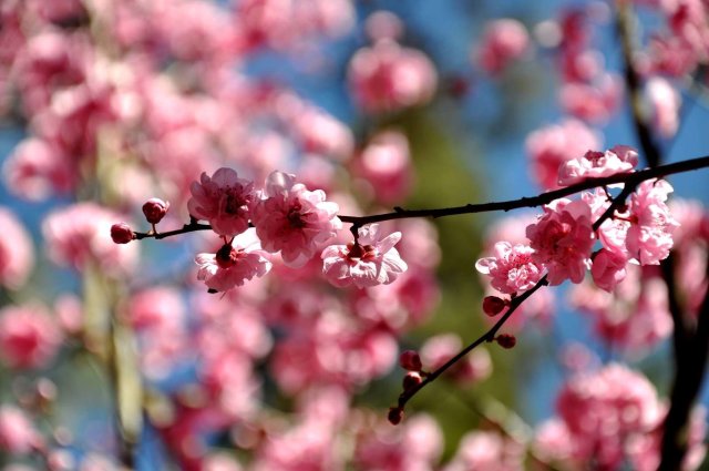 昆明邀你来赏花,邀你来赏花