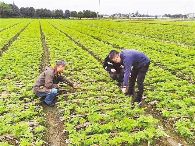 质量的力量②|千年古方“还少”记——桐君阁匠心二次开发中药制剂“还少丹”背后的故事