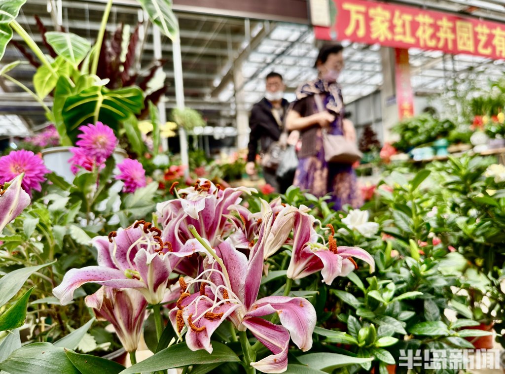青岛高档绿植花卉,青岛春天的花卉