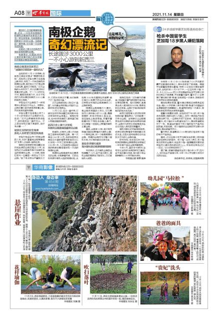 南极企鹅之旅,南极企鹅迷路3200公里游到新西兰