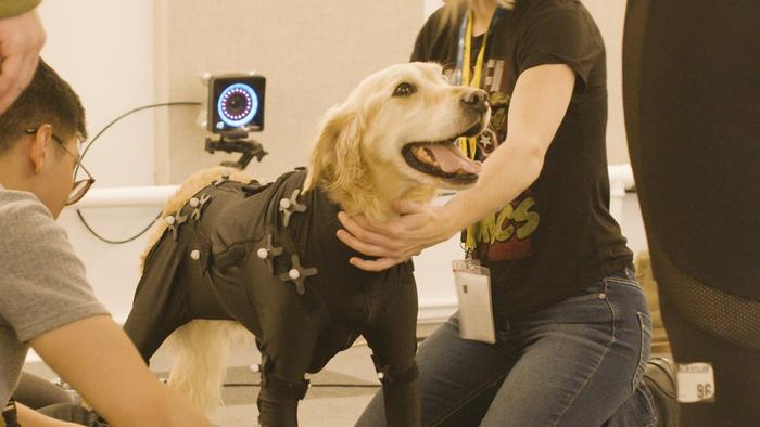 为动物进行动作捕捉有多难？