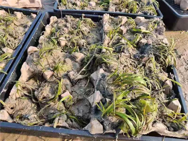 威海蓝碳科技,威海南海蓝碳