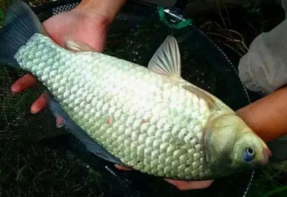 冬季矶竿打串钩的技巧,矶竿串钩绑法大全