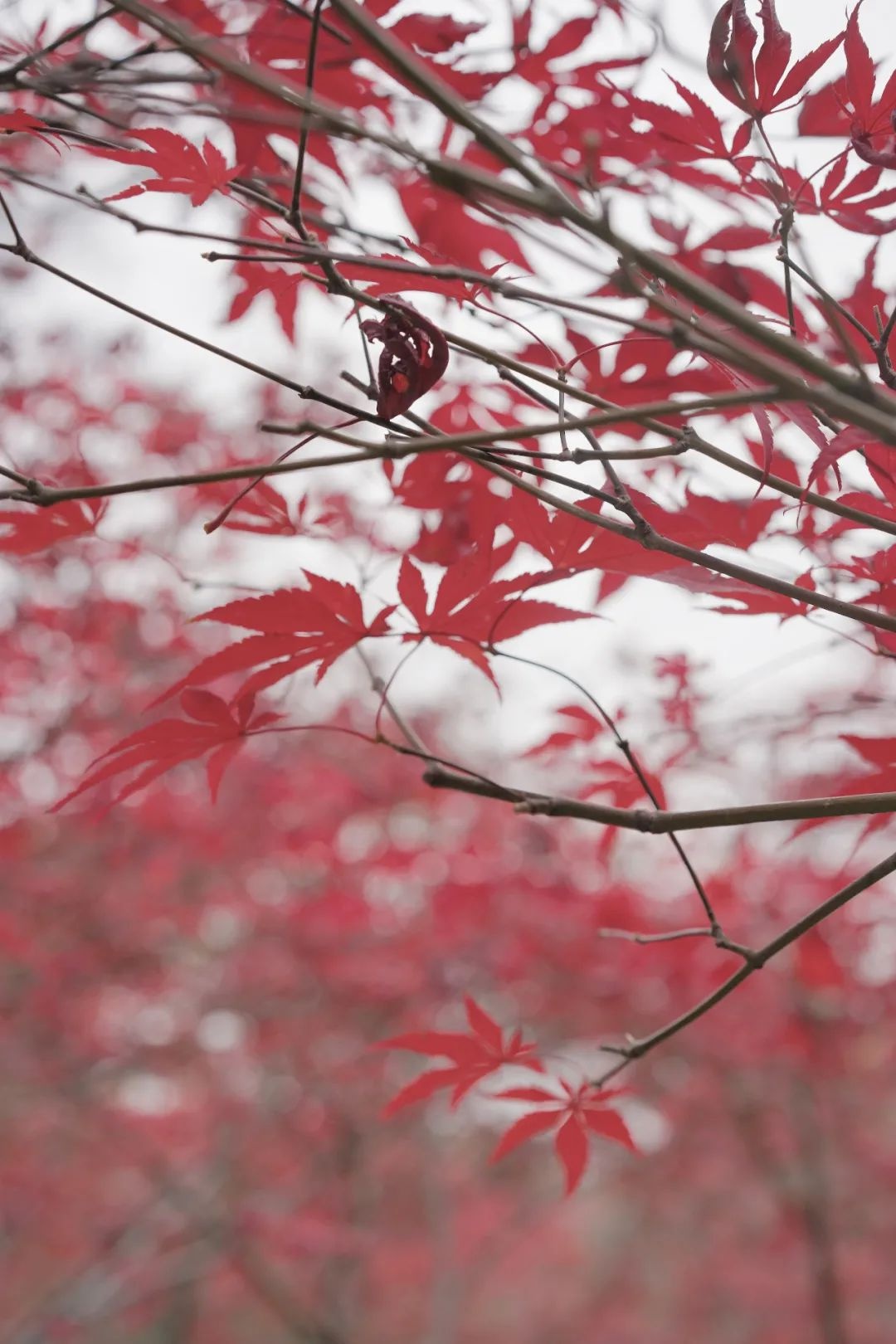 你看，公园“脸红”了