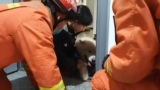 消防下井救萨摩耶,萨摩耶被卡防盗门被消防员救