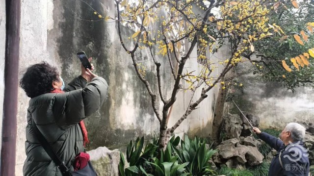 苏州赏腊梅最佳去处,苏州腊梅观赏攻略