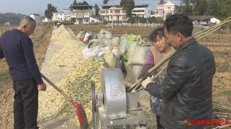 桑枝怎么废物利用,桑枝加工入药视频