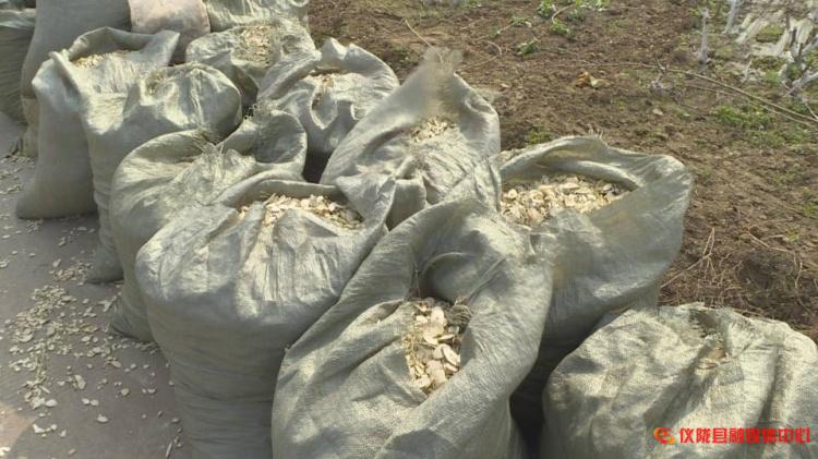 桑树枝怎么加工成药材,桑枝粉碎后的用途