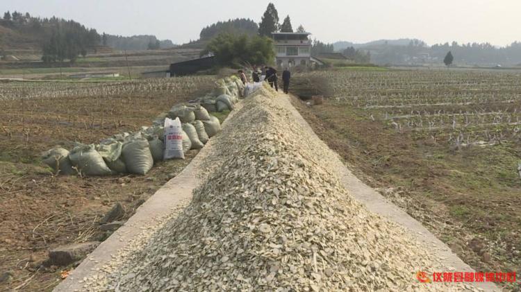 桑枝怎么废物利用,桑枝加工入药视频