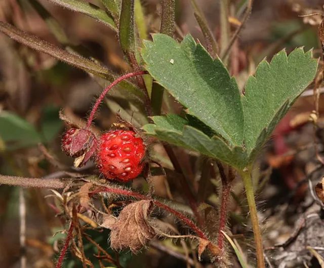 草莓扒开里面是空心是打激素了吗,草莓空心是因为打了激素