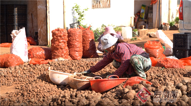 云南美食手工魔芋,云南富源特产魔芋