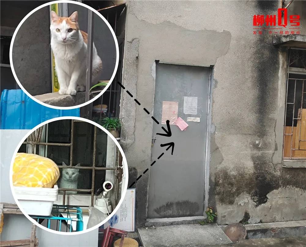 小区养猫扰民,居民养猫扰民如何解决