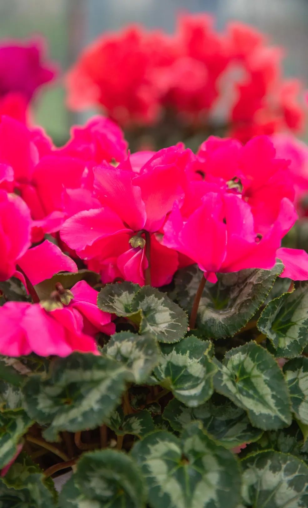 武汉新年福利,武汉人的福利