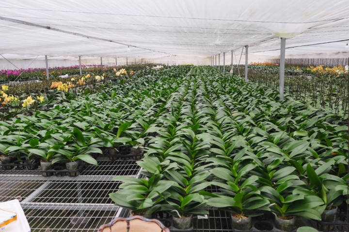 年销五六十万株，你家中摆的蝴蝶兰可能来自杭州这里！来小时晒元宵，送你年宵花