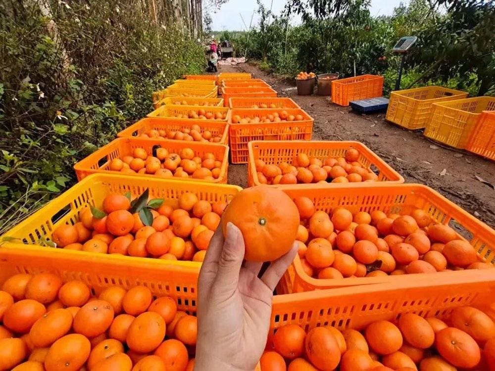 古典徽商改写平民创业者命运,古典微商