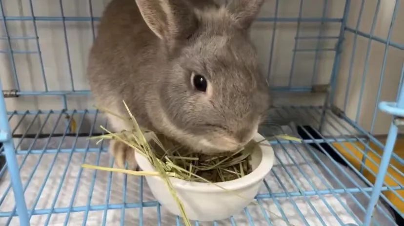 宠物方舱,宠物方舱真相在哪