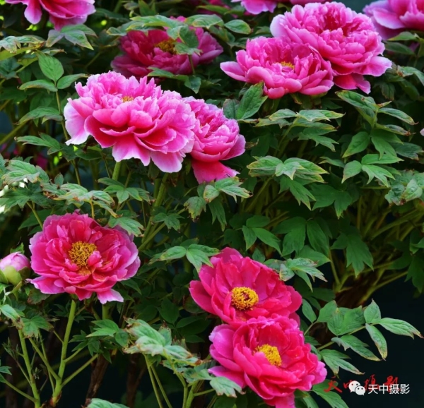 又到牡丹花开时不负光阴不负春