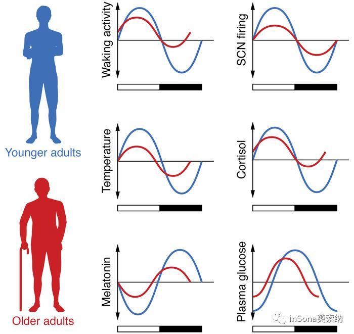inSona健康课堂：昼夜节律与健康照明的奥秘（上）